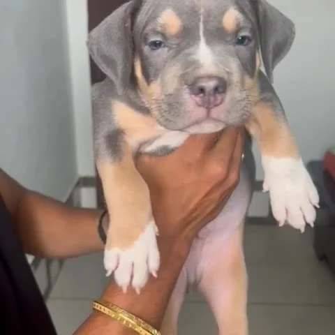 Handsome Tricolor #AmericanBully