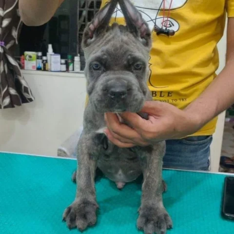 #Rare Coat #Colors. The Blue Brindle & the Blue #CaneCorso