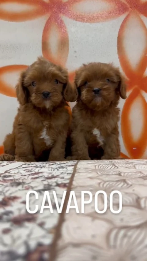 🐻✨ Double Trouble, Double Cuteness – Cavapoo Duo! ✨🐻