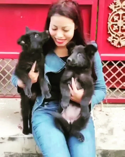 Looking for a Full Black German Shepherd Pup ? These