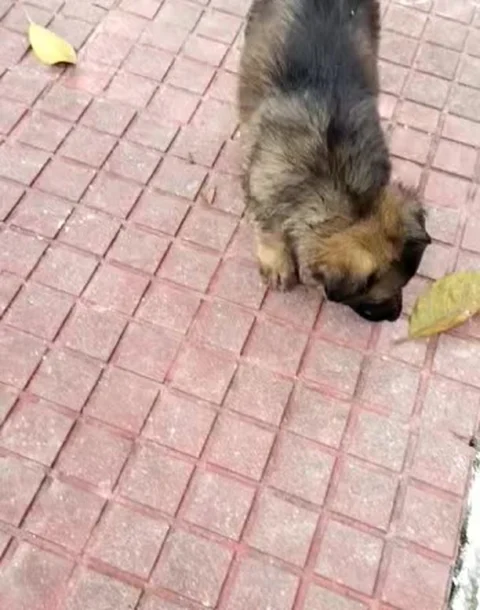 Sable Coat #GSD Pups Ready in #Siliguri.