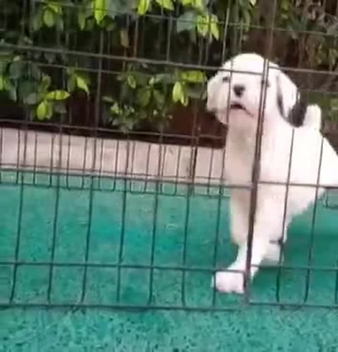 Pretty Rare to find a Full White #Boxer #Pup nowadays.