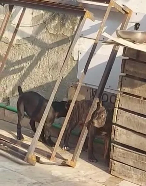 Love the Brindle Coat when the Sun hits them... Interesting