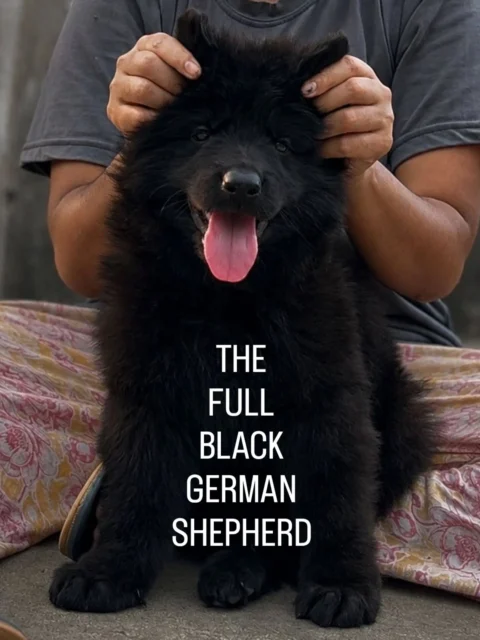 While traditional colors remain timeless, the solid black German Shepherd