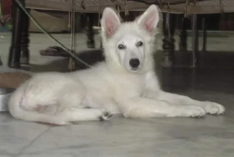 Full White #Husky pup female 2months+