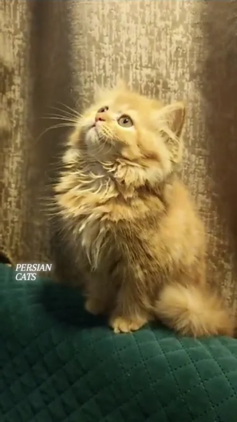 4 Colors, Persian Cats : Grey, Ginger, Black & Cream