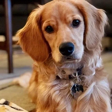 UNIQUE: MINI GOLDEN RETRIEVER Puppies (DESIGNER BREED) Golden Retriever Cocker