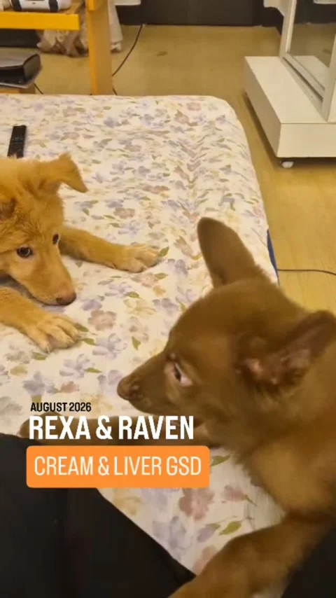 🤎 REXA & RAVEN
