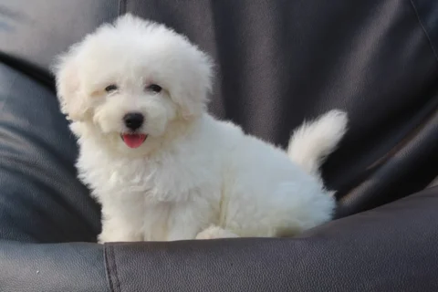 #BichonFrise Puppies.