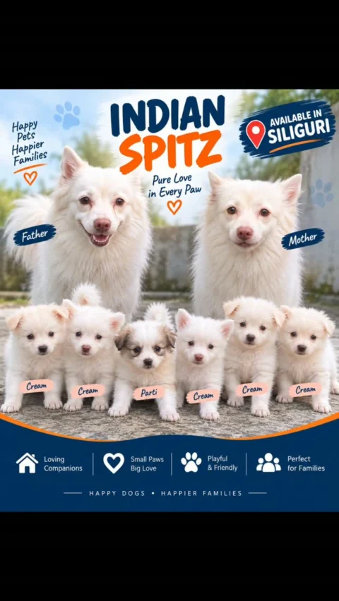 🐾 SPITZ PUPPIES AVAILABLE IN SILIGURI! 🐾