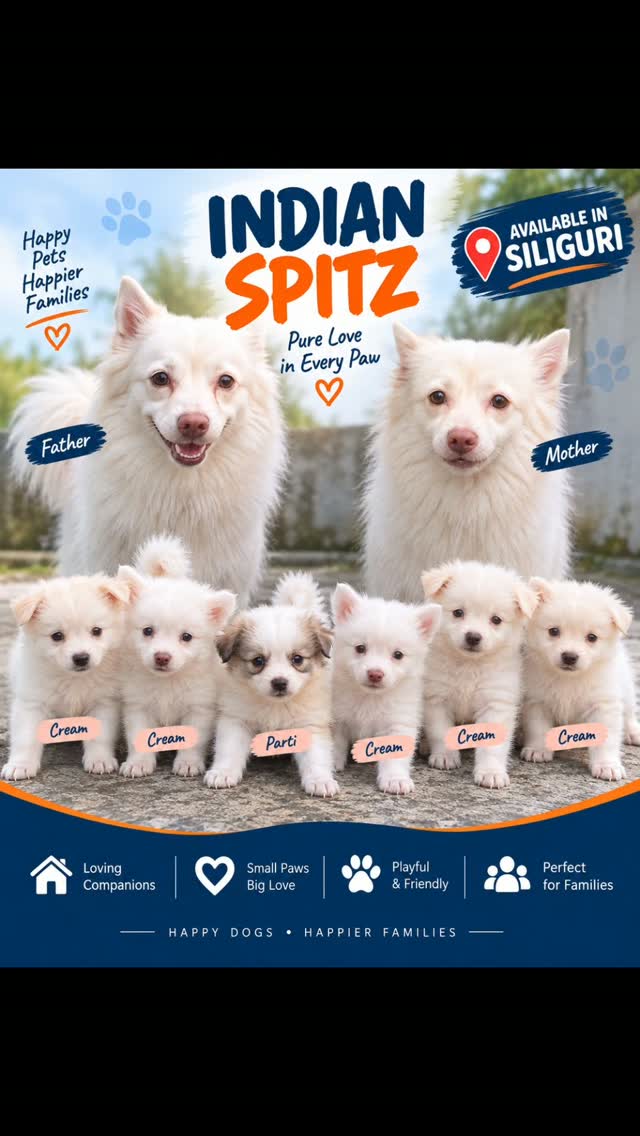 🐾 SPITZ PUPPIES AVAILABLE IN SILIGURI! 🐾
