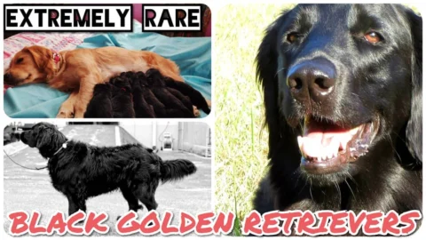Black Golden Retrievers
