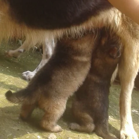 Sable German Shepherd Puppies Ready. For Sale GSD Sable Coat.