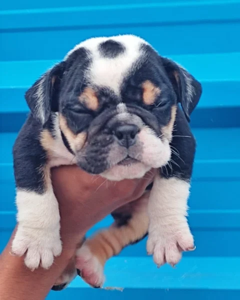 Interesting Tricolor #Bulldog pups