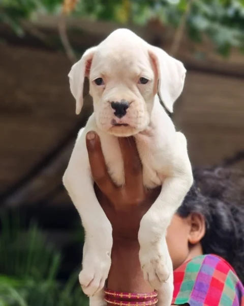 The Full White #Boxer