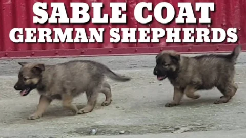 Agouti or Wolf Gray - Sable Coat German Shepherd Puppies.