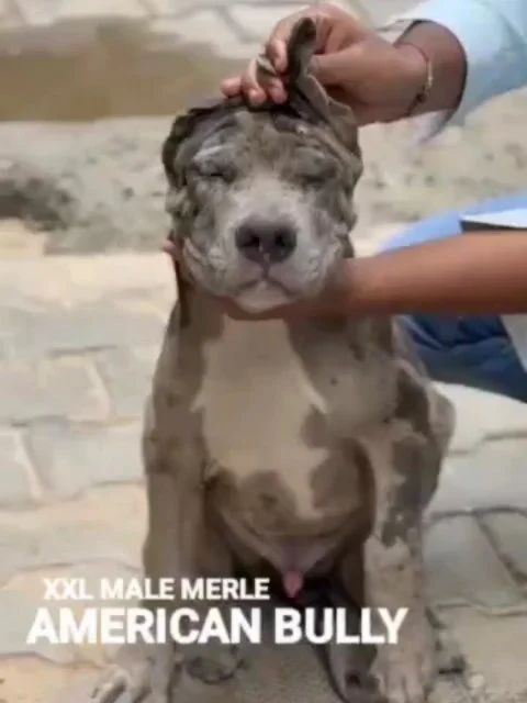 💪 XXL American Bully Merle Pup — Power Meets Perfection