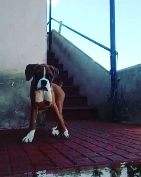 Awesome Little Boxer Fawn Female...