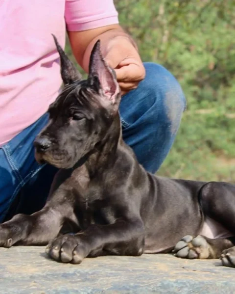 Full Black #GreatDane Male Pup available.