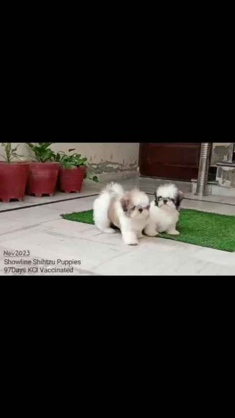 Showline #KCI Regd #Shihtzu Pups. 97days. 2Vaccines done.