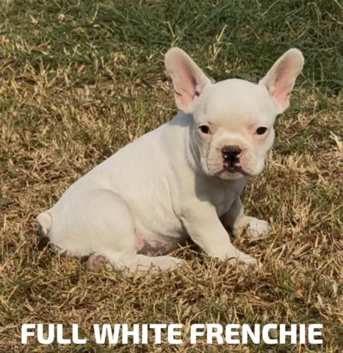 In this Post: White, Grey, Pied, Black & Fawn Premium