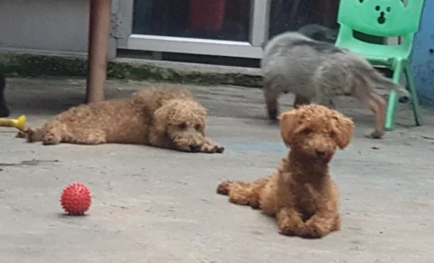 Beautiful #Schnoodles Ready up for #Sale at a Good Price.