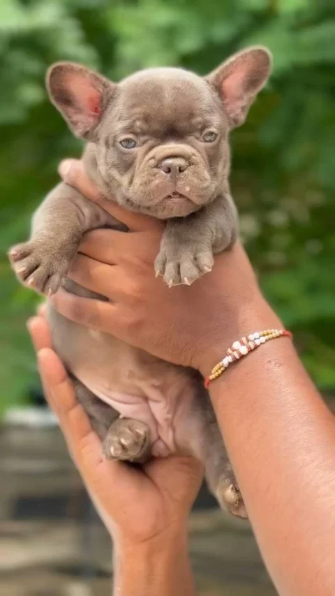 The Twinkle of the 4 Supercute Frenchie Puppies we are