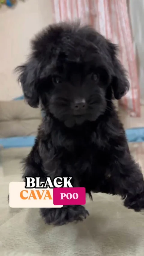 Fond of Black ?