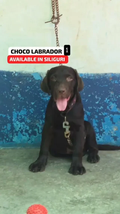 Some Labradors just have that look. 🤎