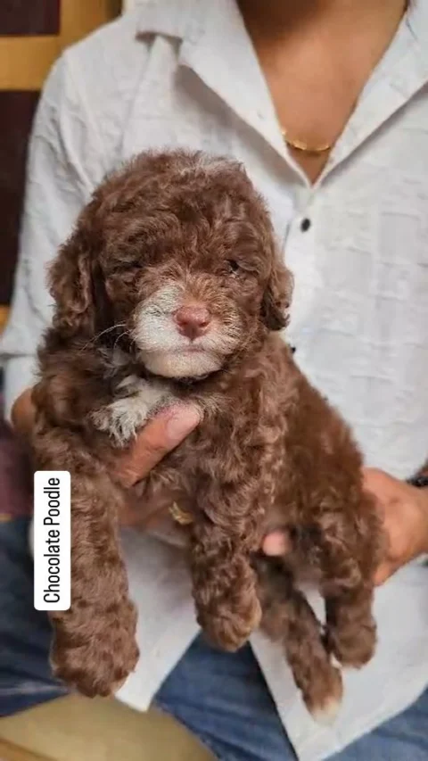 Chocolate Color Poodle. Rare One. Beautiful.