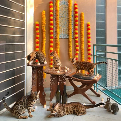 For the Bengal Cat Fans, Kittens are Ready.