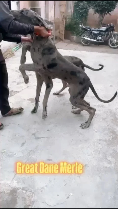 Merle Great Dane Semi Adult Pair. Meet the rare and
