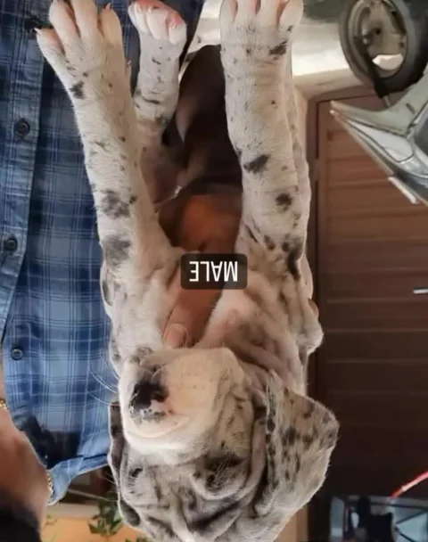 Merle #GreatDanes