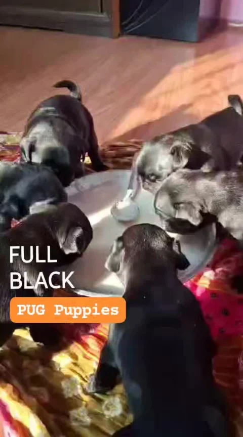 Full Black Pug Puppies. #pug #blackpug #boskyskennel #boskyskennelindia