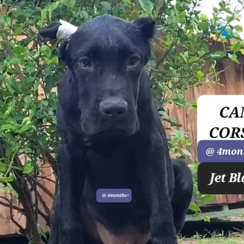 Handsome Jet Black Cane Corso 4months approaching Vaccinated Socialized pups
