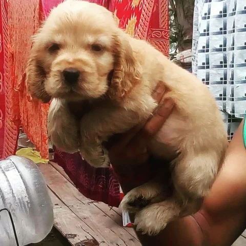 Show Quality Golden Coat Cocker Spaniels Available. Whatsapp us on