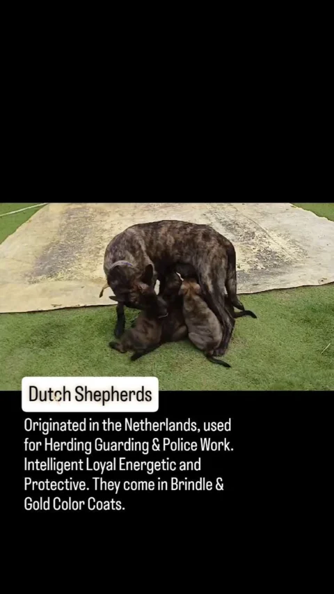 Originated in the Netherlands, used for Herding Guarding & Police