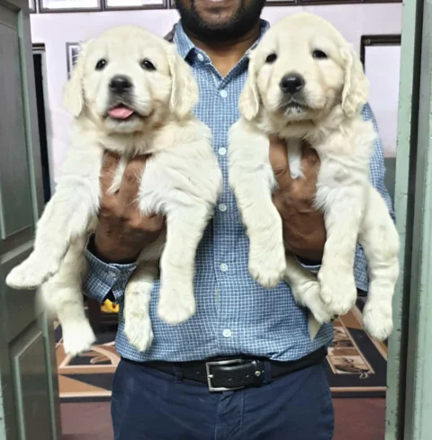 Golden Retrievers