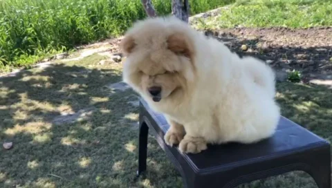 Chow ... Cream & Smiling .