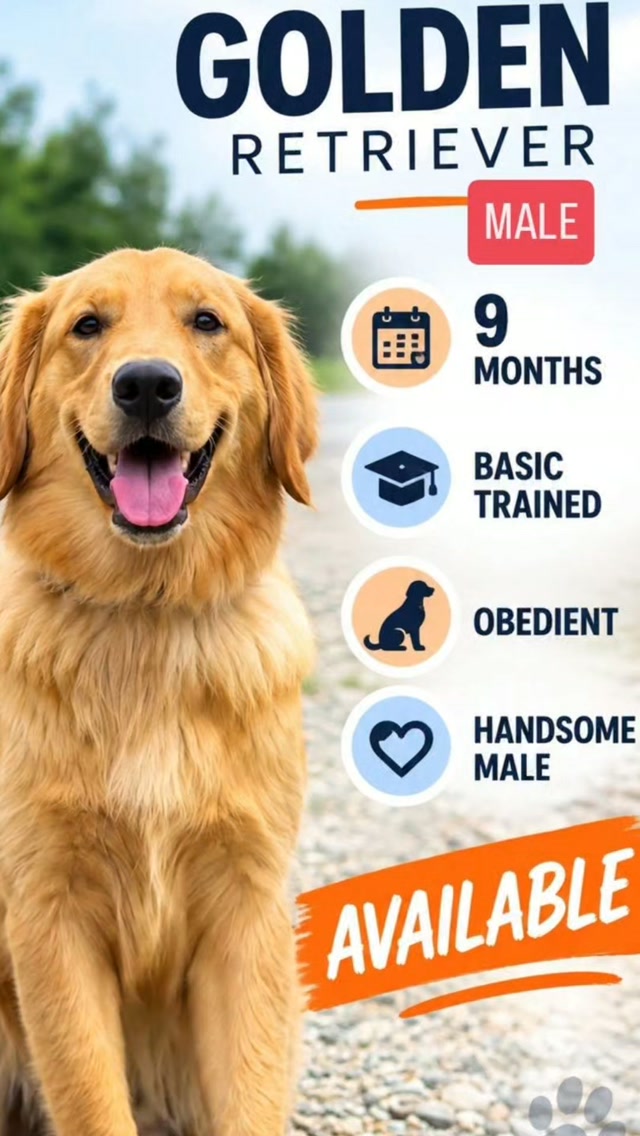 Not Just a Golden Retriever. A Well-Mannered Companion. 🐾✨