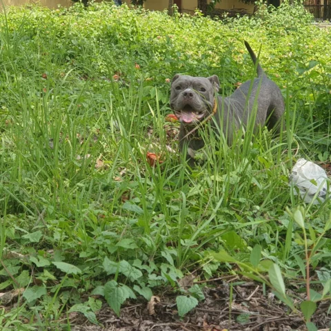 American Bullies.... American Bullies are Friendly, Muscular Build, Teddy Bears