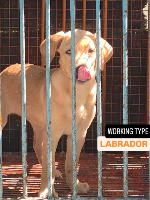 Siliguri | Labrador Puppy Available