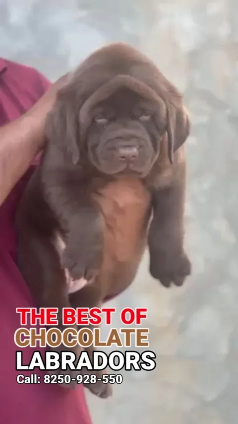 Chocolate Coat Labradors,