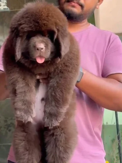 🟤 Rare Chocolate Newfoundland Puppy 🟤