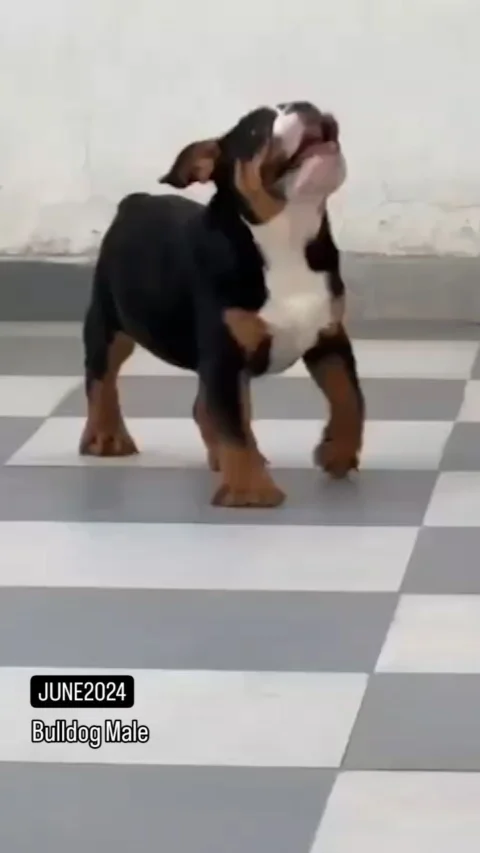 Cute Tricolor Bulldog Male Pup Available.