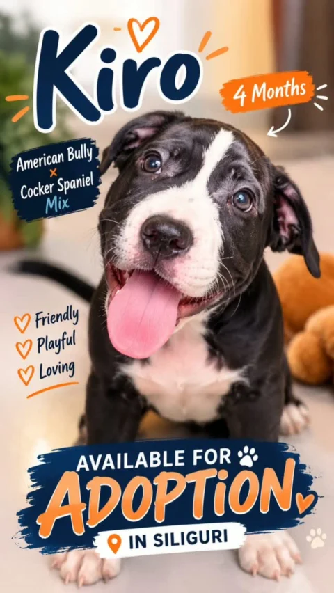 💝 Looking for a Home to Call His Own 🐾