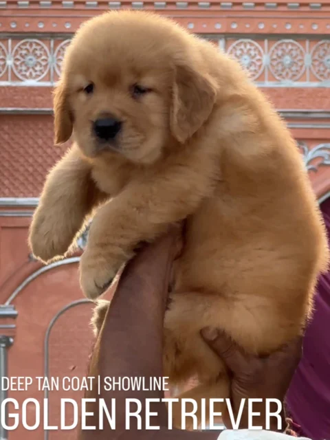 ✨ Showline Golden Retriever Puppy Available ✨