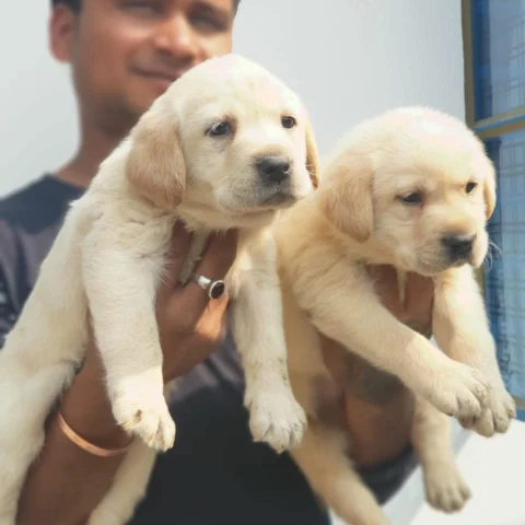 Fawn Coat Labradors... Who wouldn't want to Cuddle them up??