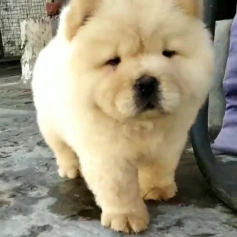 Chows... Cream Coats