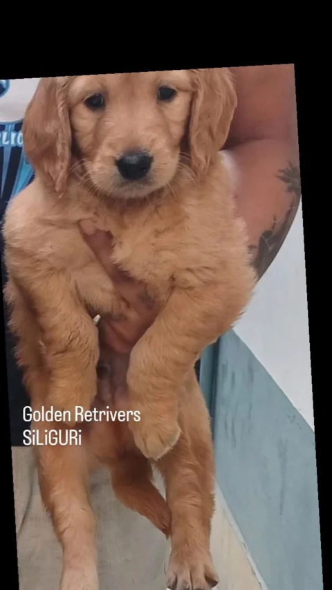 Good Deep Golden #GoldenRetriever Pup available in #Siliguri . Good